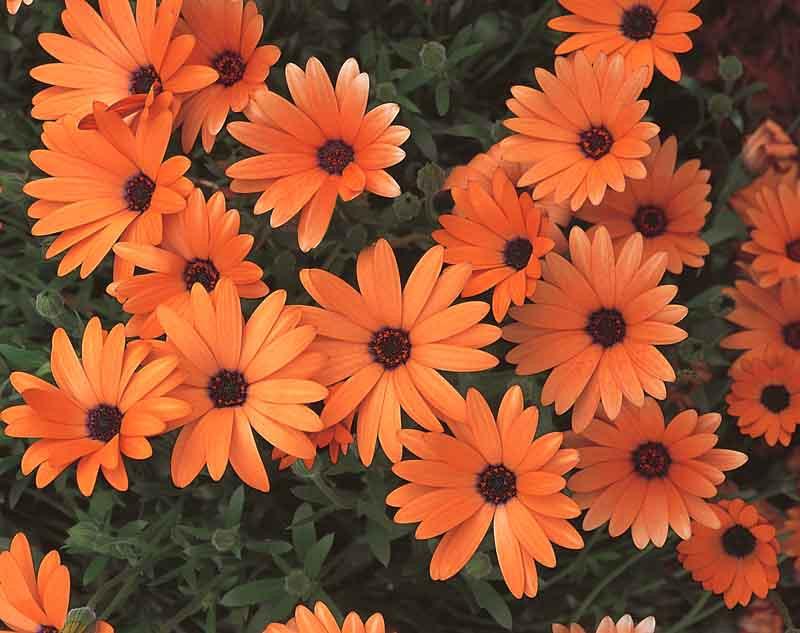 Are African Daisies Deer Resistant? Are African Daisies Deer Resistant?